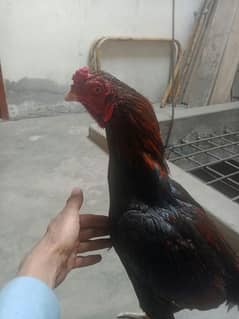 Hen for sale aseel mianwali