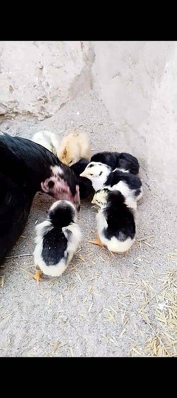 Murgi Chicks | Aseel Lasani murgi | Pure Aseel Lasani Murgi and Chicks 1