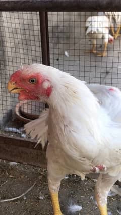 parrot beak long tale male for sale  read add