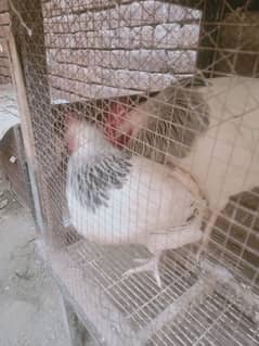 Aseel hen pair