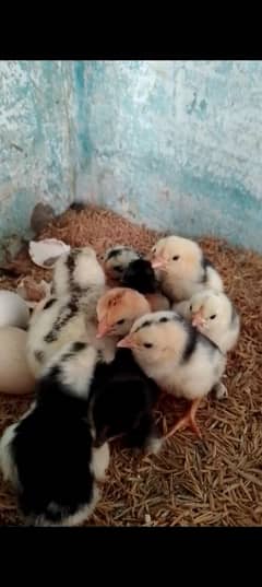 Murgi and Chicks | Aseel murgi | Pure Aseel Lasani Murgi and Chicks