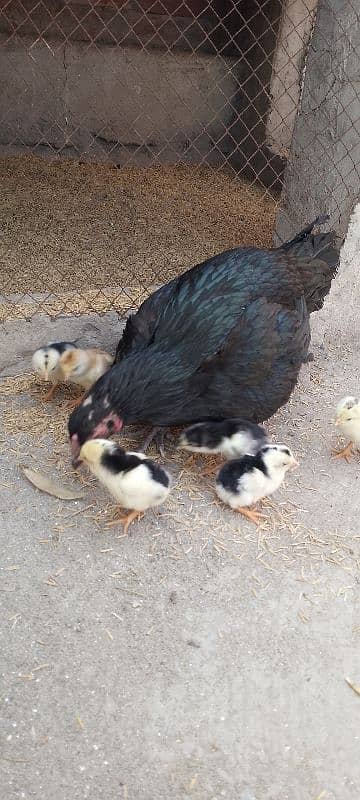 Murgi and Chicks | Aseel murgi | Pure Aseel Lasani Murgi and Chicks 5