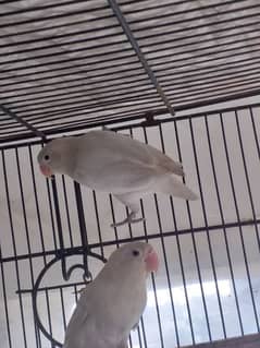 albino pair black eye breed ki hoi ha isny eggs py ai ha female