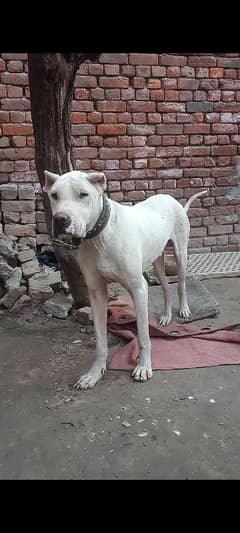 Pakistani bully dog