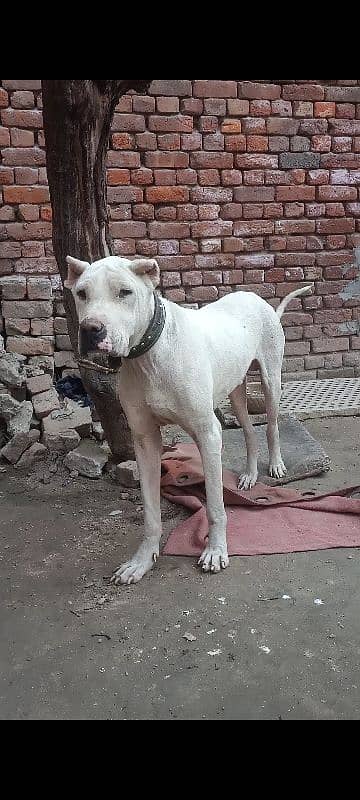 Pakistani bully dog 0