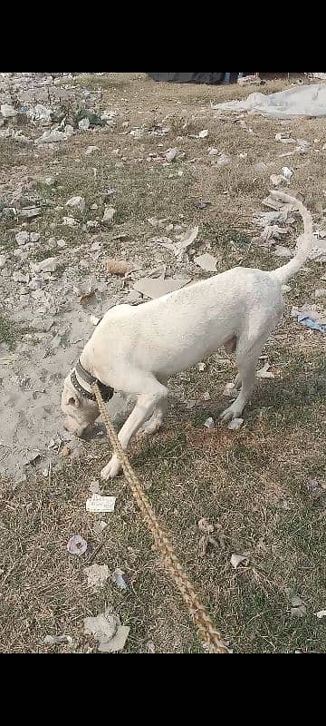 Pakistani bully dog 2