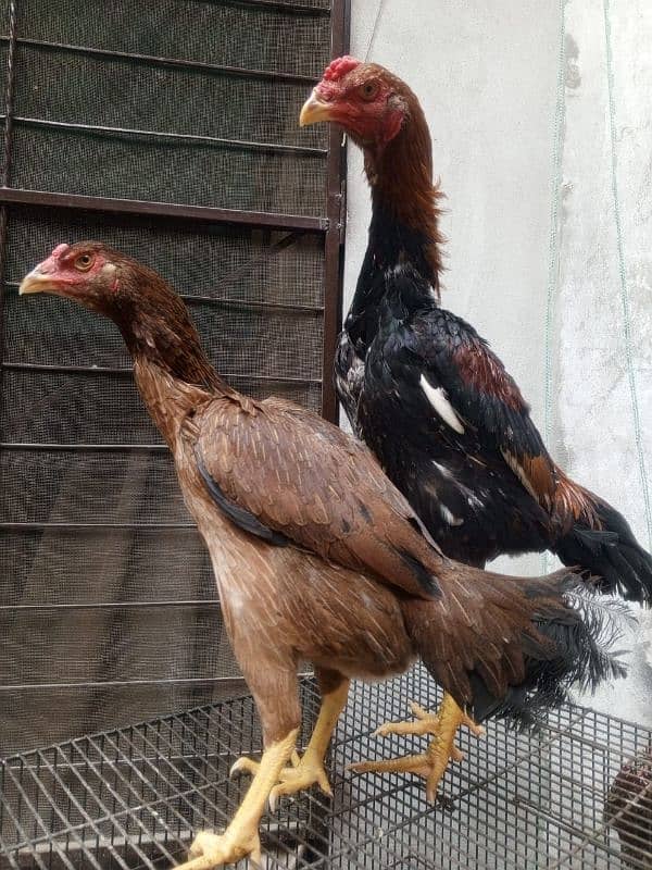 Shamo pair Pathy for sale 2