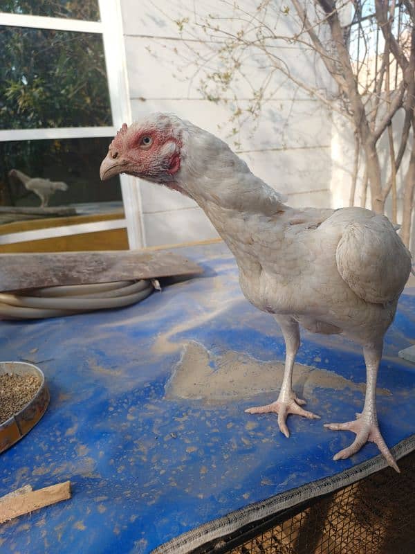 santol pair  white madi astulian parrot nayab color k 3