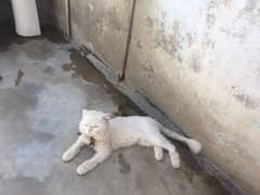 white Persian male and brown Persian male cat