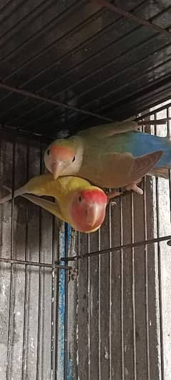 lutino colors lovebirds