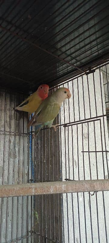 lutino colors lovebirds 1