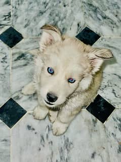 husky female puppy wooly coat