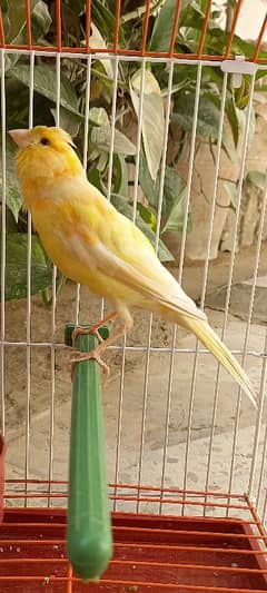 super singing canaries males for sale