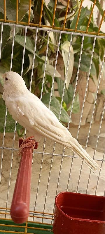 super singing canaries males for sale 2