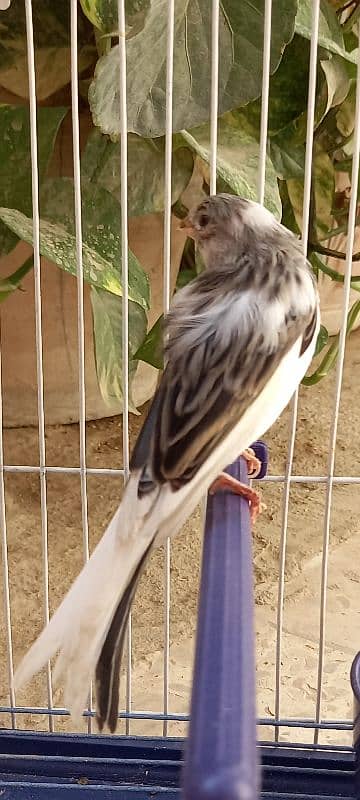 super singing canaries males for sale 3