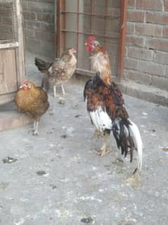 Home Hens for Sale (6x1)