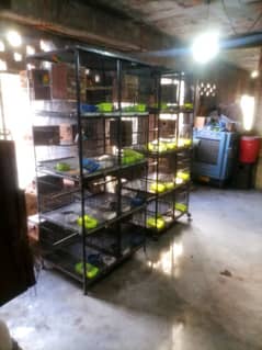 2 cage 4 portion 3 /1.5 height looking for new shelter