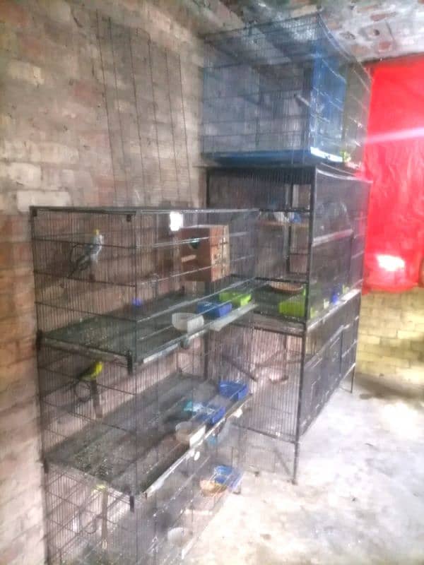 lovebird full setup looking for new shelter 2