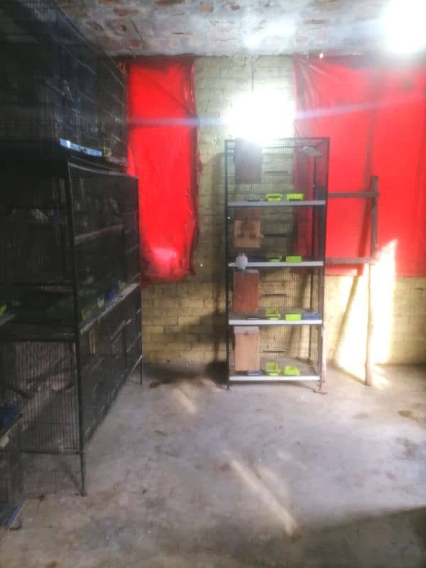 lovebird full setup looking for new shelter 3