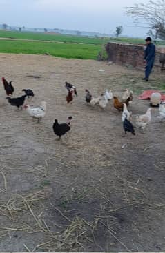 *Golden Misri hens | eggs laying hens* | Misri murghi | murghy | مرغے