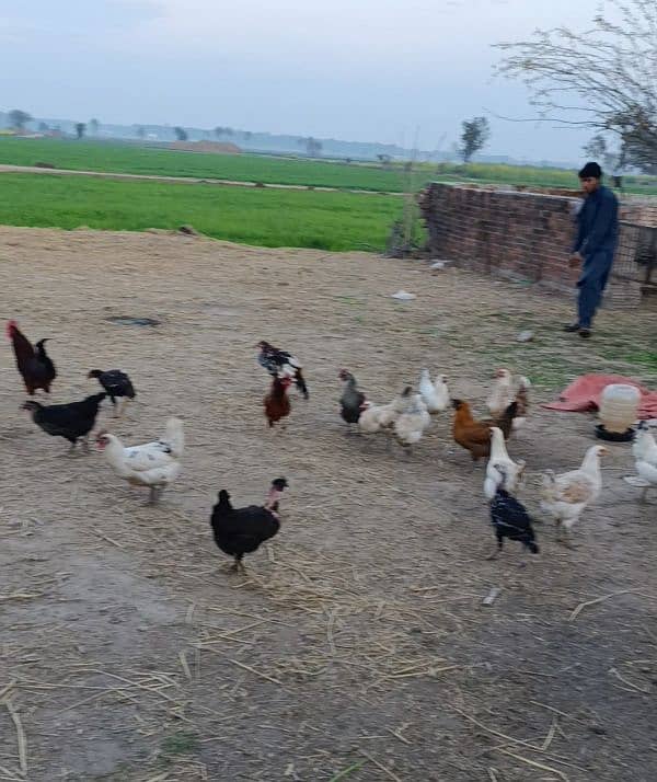 *Golden Misri hens | eggs laying hens* | Misri murghi | murghy | مرغے 1