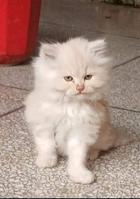 cat available ha my Whatsapp number 03411594804 1