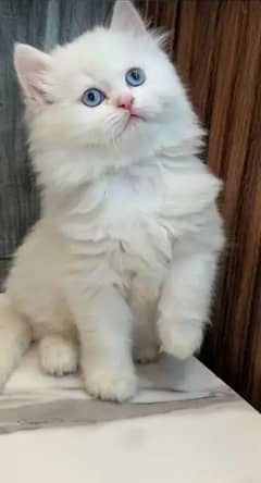 Persian kittens triple coat pair for sale contact whatsap03046501951