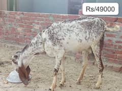 rajan puri bakri /ghaban /dhoodh wali Bakri / بکری / desi Goat / cross