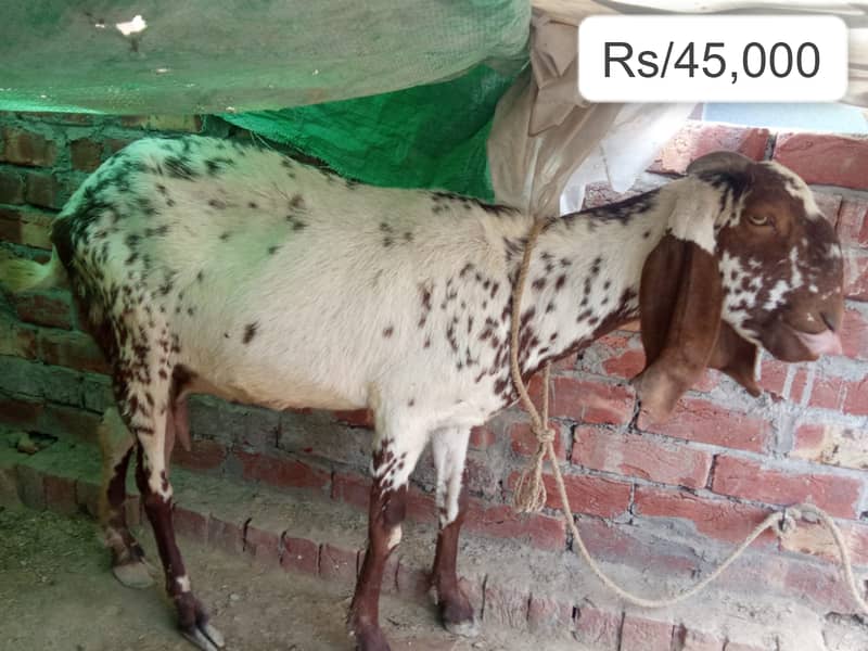 rajan puri bakri /ghaban /dhoodh wali Bakri / بکری / desi Goat / cross 1