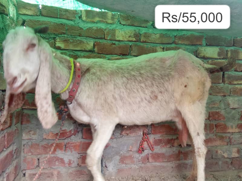 rajan puri bakri /ghaban /dhoodh wali Bakri / بکری / desi Goat / cross 3