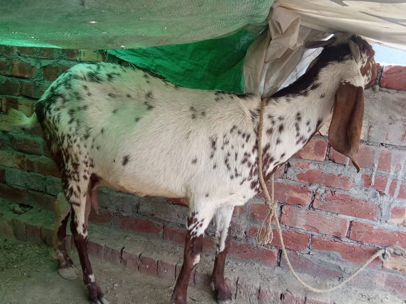 rajan puri bakri /ghaban /dhoodh wali Bakri / بکری / desi Goat / cross 4