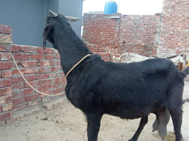 rajan puri bakri /ghaban /dhoodh wali Bakri / بکری / desi Goat / cross 5