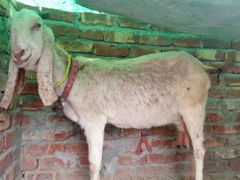 rajan puri bakri /ghaban /dhoodh wali Bakri / بکری / desi Goat / cross 6