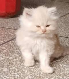 Persian cat available for all color my Whatsapp number 03411594804