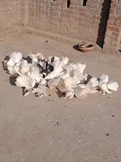 Fantail (Lakkay) Pigeons for Sale