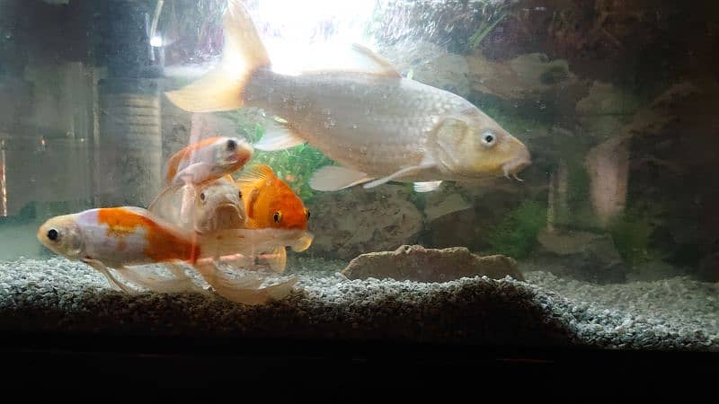 butterfly shippings (goldfish) 1