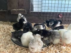 Bantam Chicks