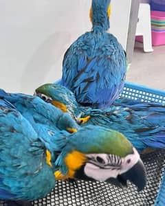 blue Macau parrot cheeks for sale  03360446068