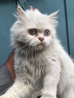 Persian cat and kittens for sale  what's app #03007413355