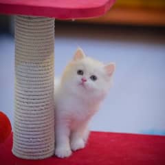 Persian Kittens | Grey Kittens | Triple coated Kitten | White Kitten