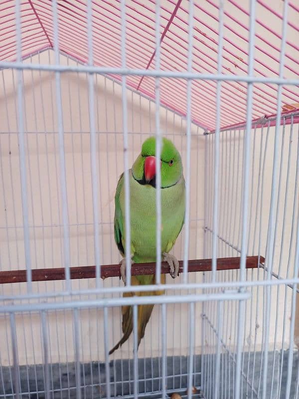 Green Parrot 0