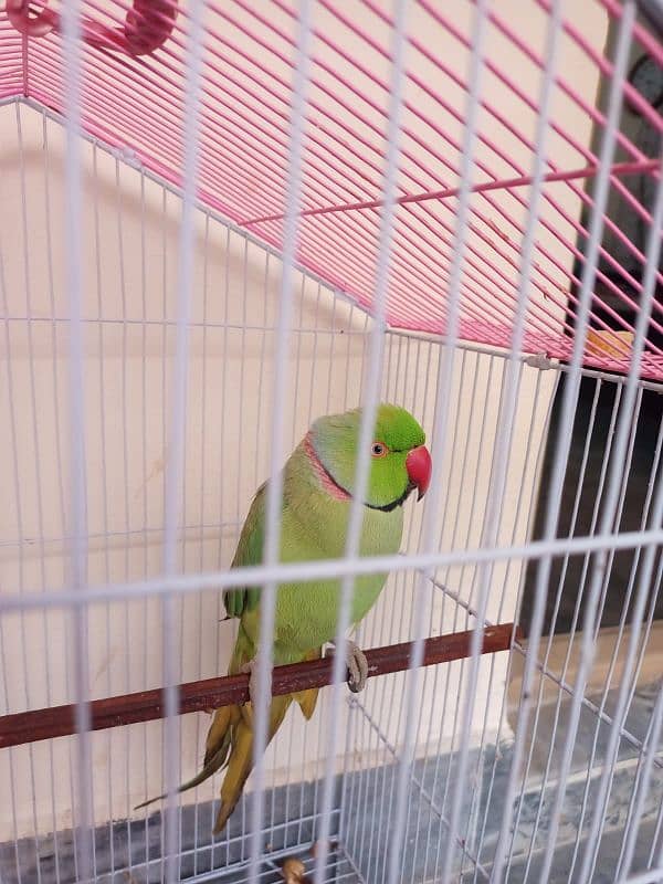 Green Parrot 1