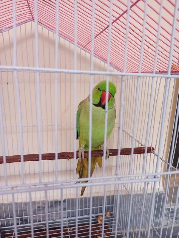 Green Parrot 2