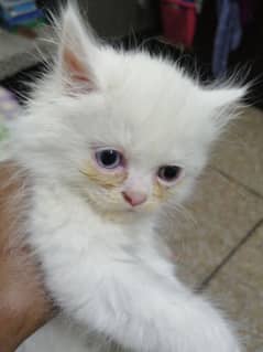 odd eyes Persian Female Kitten For Sale 03218126414