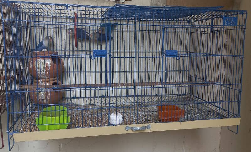 Love birds with cage 0