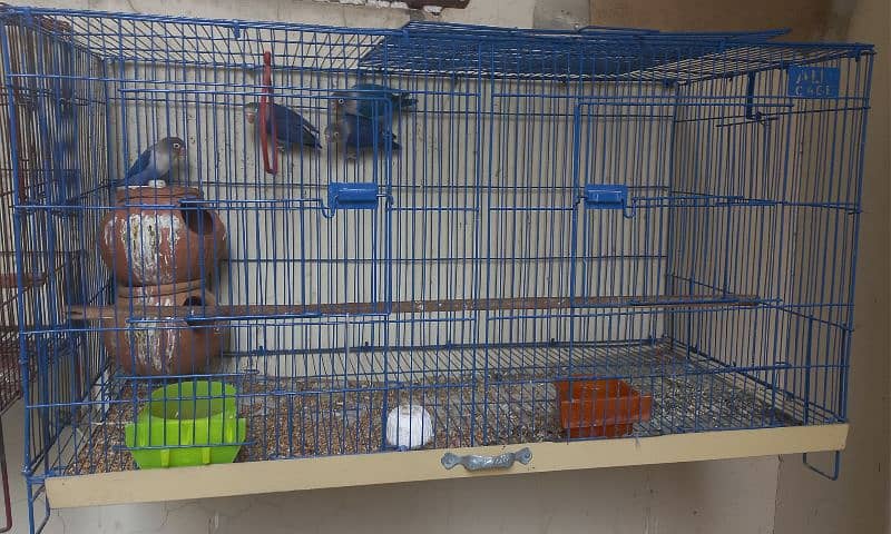 Love birds with cage 1