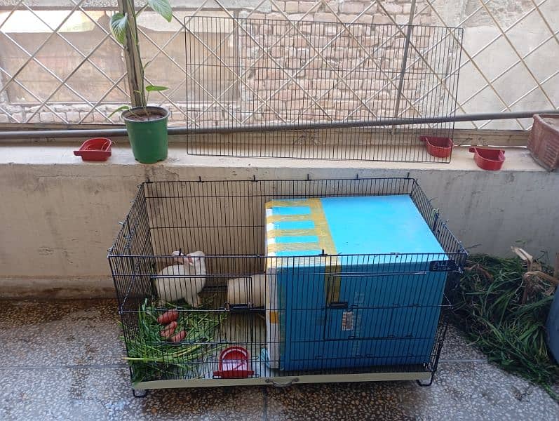 Rabbits with Cage 0