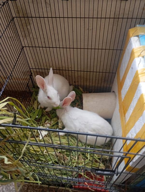 Rabbits with Cage 2