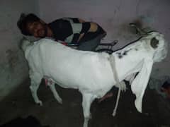 PURE GOAT MILK bacho aur adult ky liye between