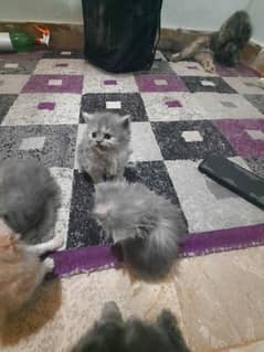 Playful Persian Kittens 0-3-1-0-2-0-4-4-4-5-8